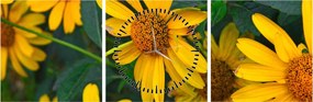 Tablou cu flori galbene (cu ceas) (90x30 cm)