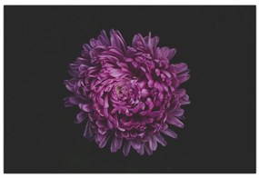 Tablou cu floare violetă (90x60 cm)