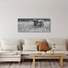 Tablou - Vacă scoțiană 5,alb-negru (120x50 cm)