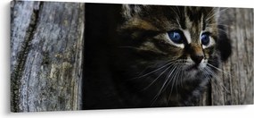 Tablou cu pisicuța (120x50 cm)