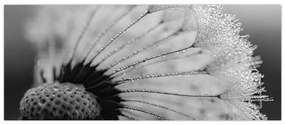 Tablou cu păpădie - albnegru (120x50 cm)