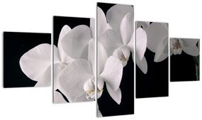 Tablou - orhidee albă (125x70cm)