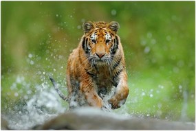 Tablou - Tigru care aleargă (90x60 cm)