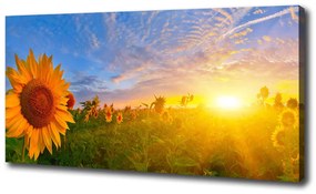 Tablou pe pânză canvas Câmp de floarea-soarelui