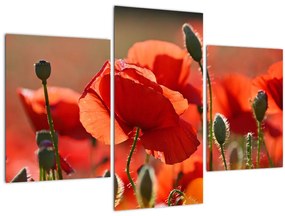 Tablou cu flori de maci (90x60 cm)