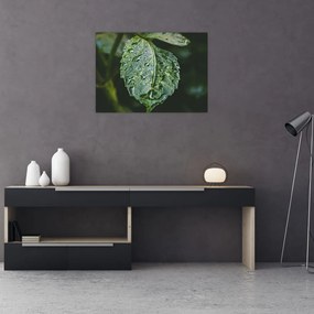 Tablou pe sticlă - picături pe frunză (70x50 cm)