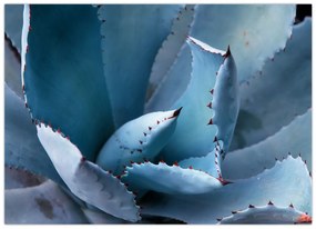 Tablou - Agave (70x50 cm)