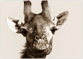 Tablou - Portret de girafă, de epocă (70x50 cm)