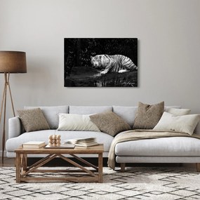 Tablou - Tigru alb, alb-negru (90x60 cm)