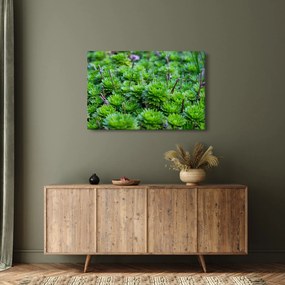 Tablou - Aloe (90x60 cm)