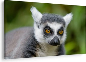 Tablou cu lemur (90x60 cm)