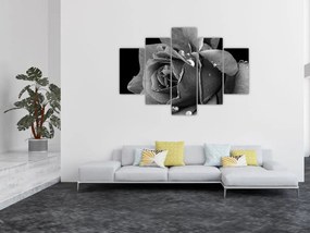Tablou cu trandafir - albneagră (150x105 cm)