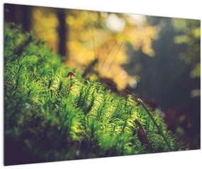 Tablou - Ciupercă și muschi (90x60 cm)