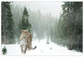 Tablou cu leopard în zăpadă (90x60 cm)
