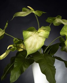 Aranjament floral elegant din anthurium ARRANGEMENT GLAD 1141344.95