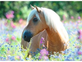 PUZZLE CALUT PE CAMP DE FLORI, 300 PIESE - RAVENSBURGER (13294)