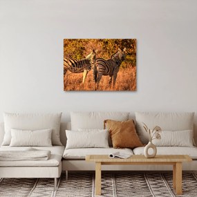 Tablou cu zebre (70x50 cm)