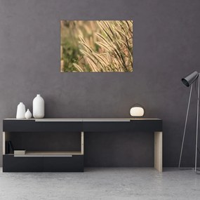 Tablou pe sticlă - Cereale (70x50 cm)