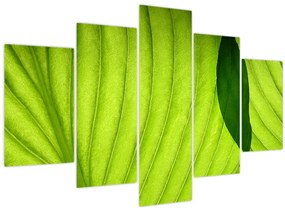 Tablou - Detaliu de frunză verde (150x105 cm)