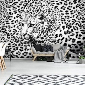 Fototapet - Albnegru gepard (152,5x104 cm), în 8 de alte dimensiuni noi
