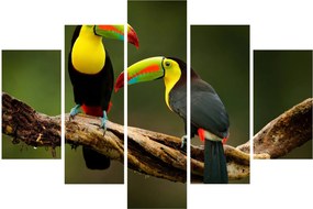 Tablou tucani sezând , Costa Rica (150x105 cm)