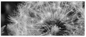 Tablou - mulțime de păpădii (120x50 cm)
