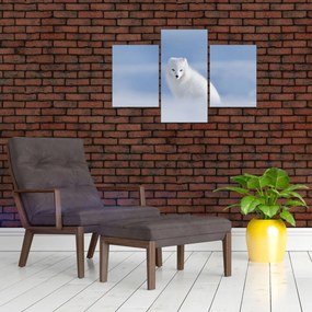 Tablou - Vulpe polară (90x60 cm)