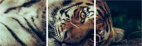 Tablou - Tigrul Siberian (cu ceas) (90x30 cm)