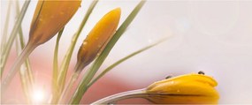 Tablou - Flori de primăvară (120x50 cm)