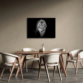 Tablou pe sticlă - Tigru cu ochi albaștri (70x50 cm)