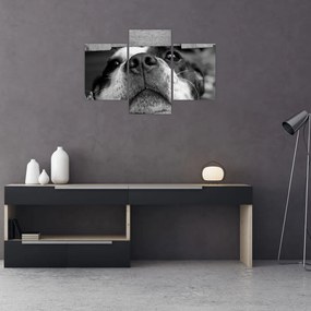 Tablou cu câine (90x60 cm)