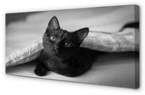 Tablouri canvas Cat sub pătură