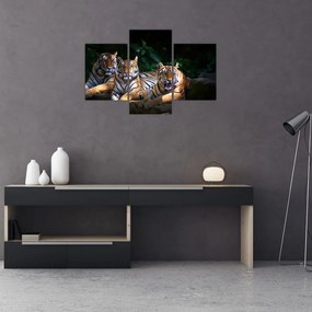 Tablou - Tigrii frați (90x60 cm)