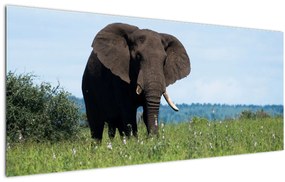 Tablou cu elefant (120x50 cm)