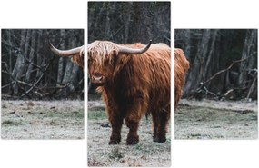 Tablou - Vacă scoțiană 2 (90x60 cm)