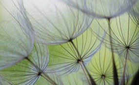 Fototapet - Păpădii (152,5x104 cm)