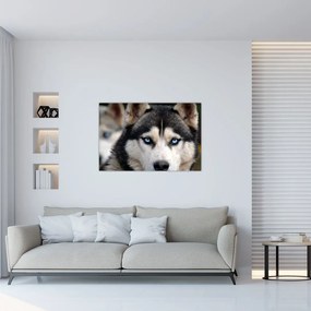 Tablou cu câinele husky (90x60 cm)