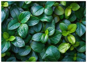 Tablou - Plante verzi (70x50 cm)