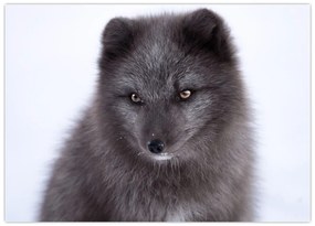 Tablou cu vulpe polară (70x50 cm)