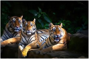 Tablou - Tigrii frați (90x60 cm)