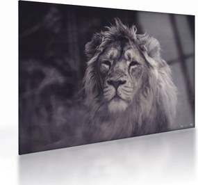 Tablou pe sticlă cu leu (70x50 cm)