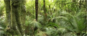 Tablou - Pădure tropicală (120x50 cm)