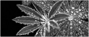 Tablou - Frunze cu picături (120x50 cm)