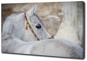 Tablou pe pânză canvas Cal arab alb