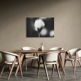 Tablou pe sticlă - Coțofană neagră și albă (70x50 cm)