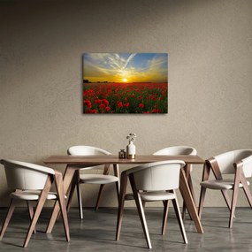 Tablou cu câmp cu maci (70x50 cm)