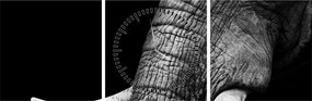 Tablou - Colți de elefant (cu ceas) (90x30 cm)