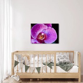 Tablou detailat cu floare de orhidee (70x50 cm)