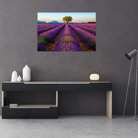 Tablou - Câmp de lavandă (90x60 cm)