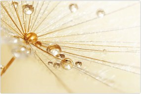 Tablou - Fotografie macro de păpădie (90x60 cm)